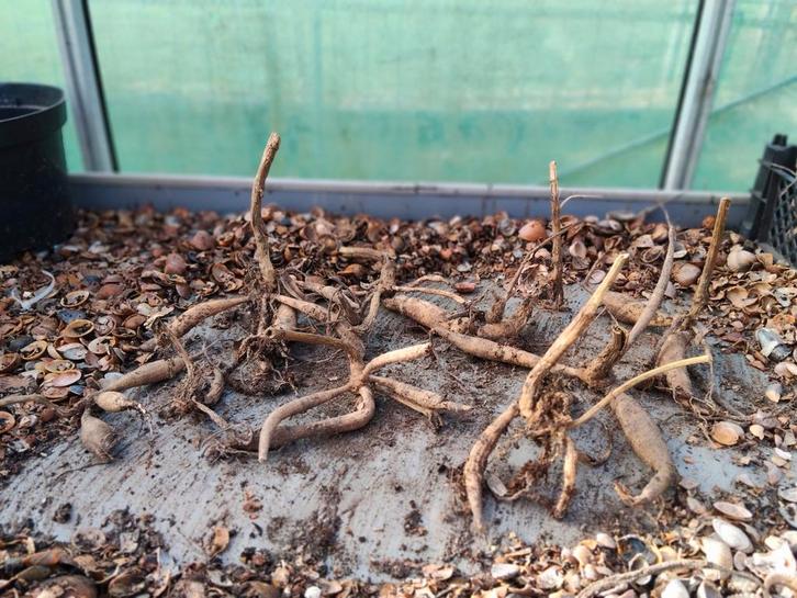 Dahlias verrassings kleur, Tuin en Terras, Bloembollen en Zaden, Knol, Volle zon, Ophalen of Verzenden