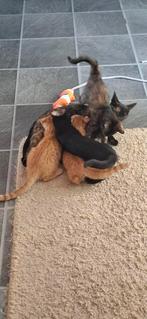 Kittens ️, Dieren en Toebehoren