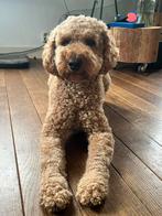 Labradoodle pups, kleine medium, rood/abrikoos, Dieren en Toebehoren, Overige rassen, 8 tot 15 weken, Meerdere, Meerdere dieren