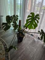 Monstera, Ophalen, Overige soorten