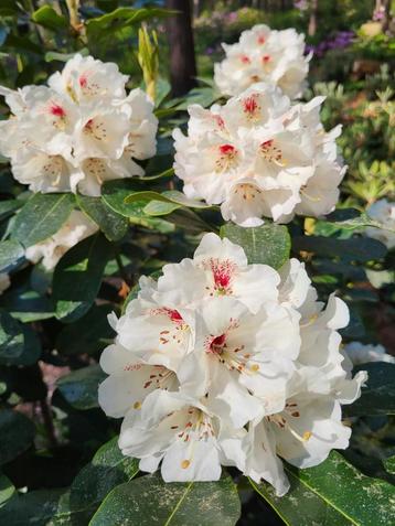 Rhodondendron  beschikbaar voor biedingen