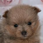 Prachtig pomeranian, Dieren en Toebehoren, België, Particulier, Keeshond, CDV (hondenziekte)