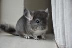 chinchilla jonge bokjes, Dieren en Toebehoren, Knaagdieren, Juni, Mannelijk, Chinchilla