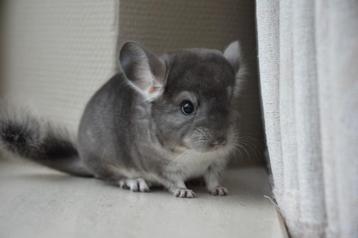 chinchilla jonge bokjes  beschikbaar voor biedingen