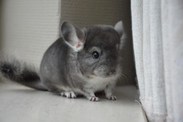 chinchilla jonge bokjes, Dieren en Toebehoren, Knaagdieren, Mannelijk, Chinchilla, Juni
