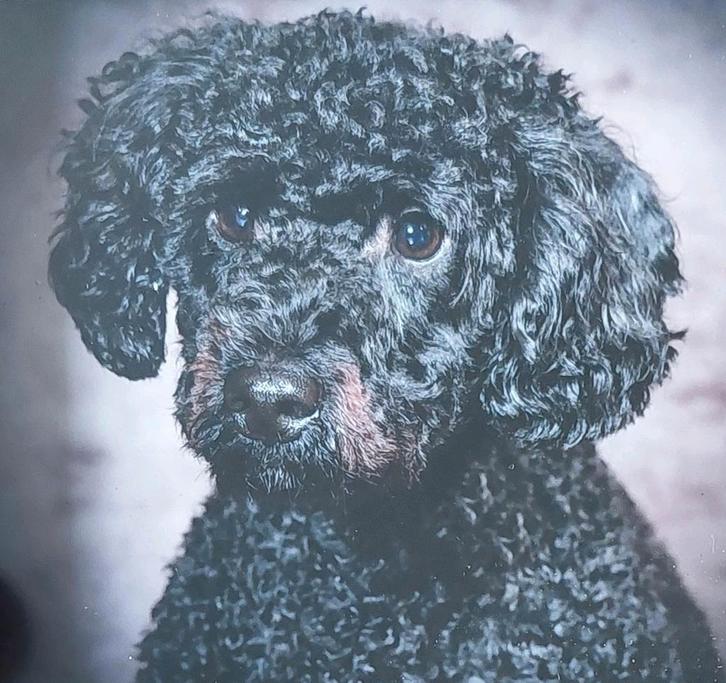 Dekreu ALF1 Australian Labradoodle, Dieren en Toebehoren, Honden | Retrievers, Spaniëls en Waterhonden, Reu, Overige rassen, Particulier