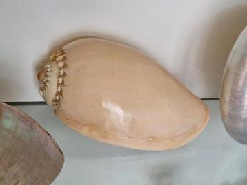XL Melo broderipii schelp zalmroze ca. 19 cm beschikbaar voor biedingen