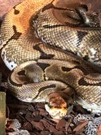 Python regius met terrarium, Dieren en Toebehoren, Slang, Met terrarium, 3 tot 6 jaar