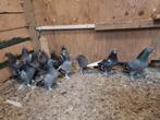 Takla takla takla, Dieren en Toebehoren, Vogels | Duiven, Meerdere dieren