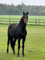 2,5 jarige goed bewegende hengst!, Dieren en Toebehoren, Paarden, Hengst, Dressuurpaard, Ontwormd, 0 tot 2 jaar