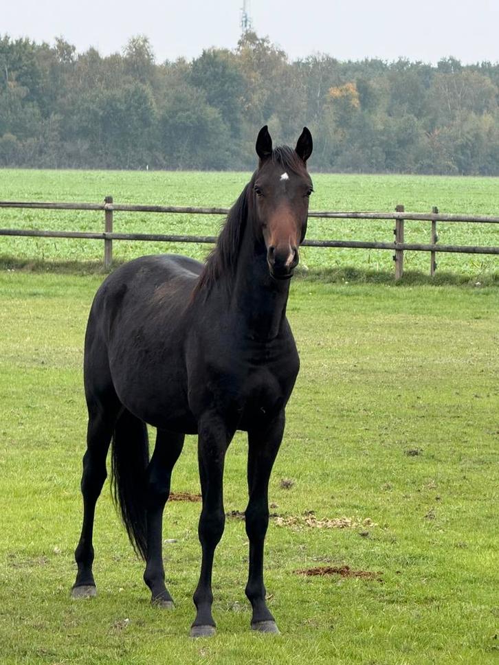 2,5 jarige goed bewegende hengst!, Dieren en Toebehoren, Paarden, Hengst, 0 tot 2 jaar, Dressuurpaard, Ontwormd