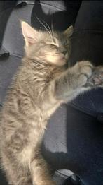 Lieve grijze Perzische kitten, Dieren en Toebehoren, Katten en Kittens | Raskatten | Korthaar, Poes