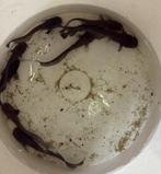 Meervalletjes voor aquarium of vijver, Dieren en Toebehoren, Vissen | Aquariumvissen, Vis