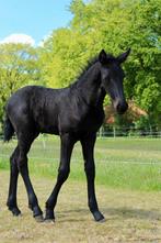 Fries hengstveulen, Dieren en Toebehoren, Hengst, Minder dan 160 cm, 0 tot 2 jaar