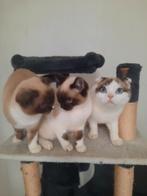 Blue Poin kitten, Dieren en Toebehoren, Katten en Kittens | Raskatten | Korthaar, Poes, Gechipt, 0 tot 2 jaar