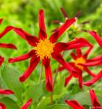 Dahlia dahliaknollen honka rood ster dahlia, Tuin en Terras, Bloembollen en Zaden, Ophalen of Verzenden, Volle zon, Knol