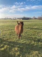 Drachtige merries, Dieren en Toebehoren, Mei, Vrouwelijk