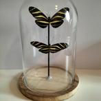 Vlinders in glazen stolp - Uniek!, Ophalen of Verzenden, Nieuw