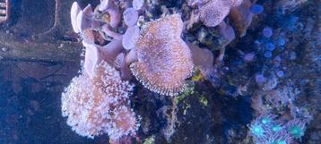 Lederkoraal stekken te koop beschikbaar voor biedingen