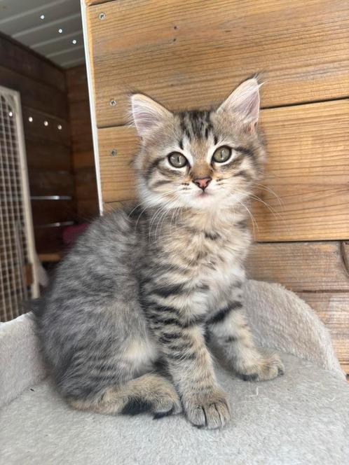 Prachtige Siberische boskat kittens, Dieren en Toebehoren, Katten en Kittens | Raskatten | Langhaar, Meerdere dieren, 0 tot 2 jaar