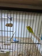 Div. Kleuren Parkieten