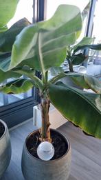 Bananenplant, 100 tot 150 cm, Overige soorten, In pot, Groene kamerplant