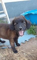 Ter adoptie prachtige pups, CDV (hondenziekte), 8 tot 15 weken, Meerdere, Meerdere dieren