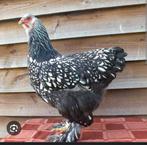 Gezocht: Brahma Zilverzwart gezoomd groot, Dieren en Toebehoren, Pluimvee, Meerdere dieren, Kip