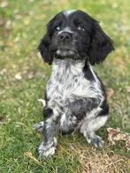 Nog 2 prachtige Sprocker spaniel pups te koop, Dieren en Toebehoren, Honden | Retrievers, Spaniëls en Waterhonden, 8 tot 15 weken