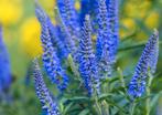 Diverse tuinplanten, gifvrij opgekweekt, Overige soorten, Volle zon, Vaste plant, Ophalen of Verzenden
