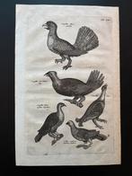 Matthäus Merian engraving Jon Johnston historia naturalis, Ophalen of Verzenden