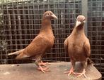 Roodbruine postduiven, duiven, kleurpostduiven, Meerdere dieren, Postduif