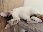 Lief kitten poesje