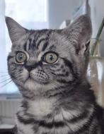 Brits Korthaar Silver Tabby kitten ter herplaatsing, Dieren en Toebehoren, Katten en Kittens | Raskatten | Korthaar, Kater, Met stamboom