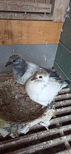 Postduiven jongeduiven, Meerdere dieren, Postduif