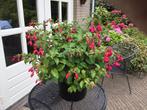 Fuchsia, Volle zon, Vaste plant, Zomer, Ophalen