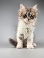 Selkirk Langhaar katertje gecastreerd gevaccineerd gechipt, Dieren en Toebehoren, Katten en Kittens | Raskatten | Korthaar, Meerdere dieren