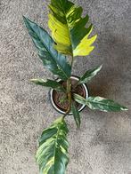 Philodendron caramel marble, Huis en Inrichting, Kamerplanten, Ophalen of Verzenden, Halfschaduw, Minder dan 100 cm