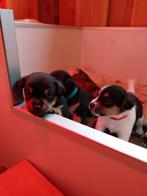 Jack russel pups, Dieren en Toebehoren, Honden | Jack Russells en Terriërs, Jack Russell Terriër, 8 tot 15 weken, CDV (hondenziekte)