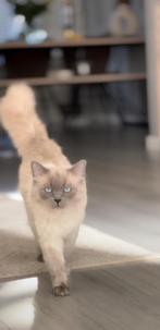 Prachtige Ragdoll kater – Blue Point, Dieren en Toebehoren, Kater, Gechipt, 0 tot 2 jaar
