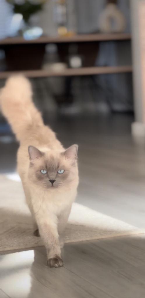 Prachtige Ragdoll kater – Blue Point, Dieren en Toebehoren, Katten en Kittens | Raskatten | Langhaar, Kater, 0 tot 2 jaar, Gechipt