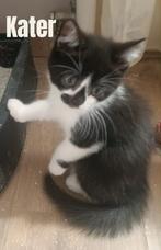 Kruising kittens, Dieren en Toebehoren, Katten en Kittens | Raskatten | Korthaar, Meerdere dieren, Ontwormd, 0 tot 2 jaar