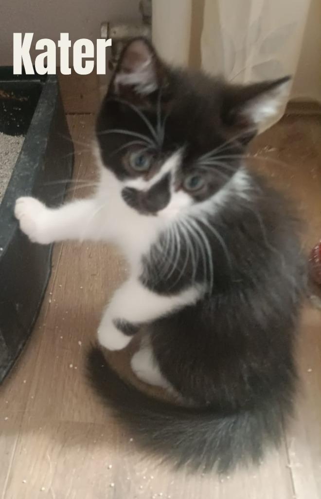 Kruising kittens, Dieren en Toebehoren, Katten en Kittens | Raskatten | Korthaar, Meerdere dieren, 0 tot 2 jaar, Ontwormd