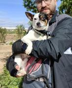 polo zoekt baasje stichting Tigger foundation, Dieren en Toebehoren, Honden | Niet-rashonden, 3 tot 5 jaar, Rabiës (hondsdolheid)