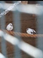 Bonte diamandduifjes 4x, Dieren en Toebehoren, Vogels | Overige Vogels, Meerdere dieren