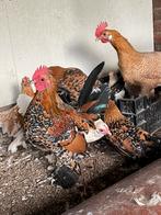 Sabelpoot hanen poreselijn, Dieren en Toebehoren, Pluimvee, Mannelijk, Kip