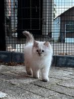 Prachtig ragdoll x britse korthaar katertje kitten, Dieren en Toebehoren, Katten en Kittens | Raskatten | Langhaar, Kater, Gechipt