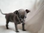 💘 Bijzonder Blue teefje en reutje mogen nestje verlaten 💘, Dieren en Toebehoren, Honden | Chihuahua's en Gezelschapshonden, Rabiës (hondsdolheid)
