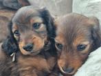 Langharige dwerg teckel pups, Dieren en Toebehoren, CDV (hondenziekte), 8 tot 15 weken, Dwerg, Langhaar
