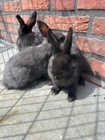 Baby hollander konijnen, Dieren en Toebehoren, Konijnen, Meerdere dieren, Dwerg, 0 tot 2 jaar